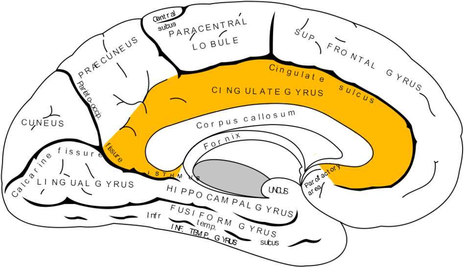 Gray727 Cingulate Gyrus - Emotional Center Of Your Brain (970x566)