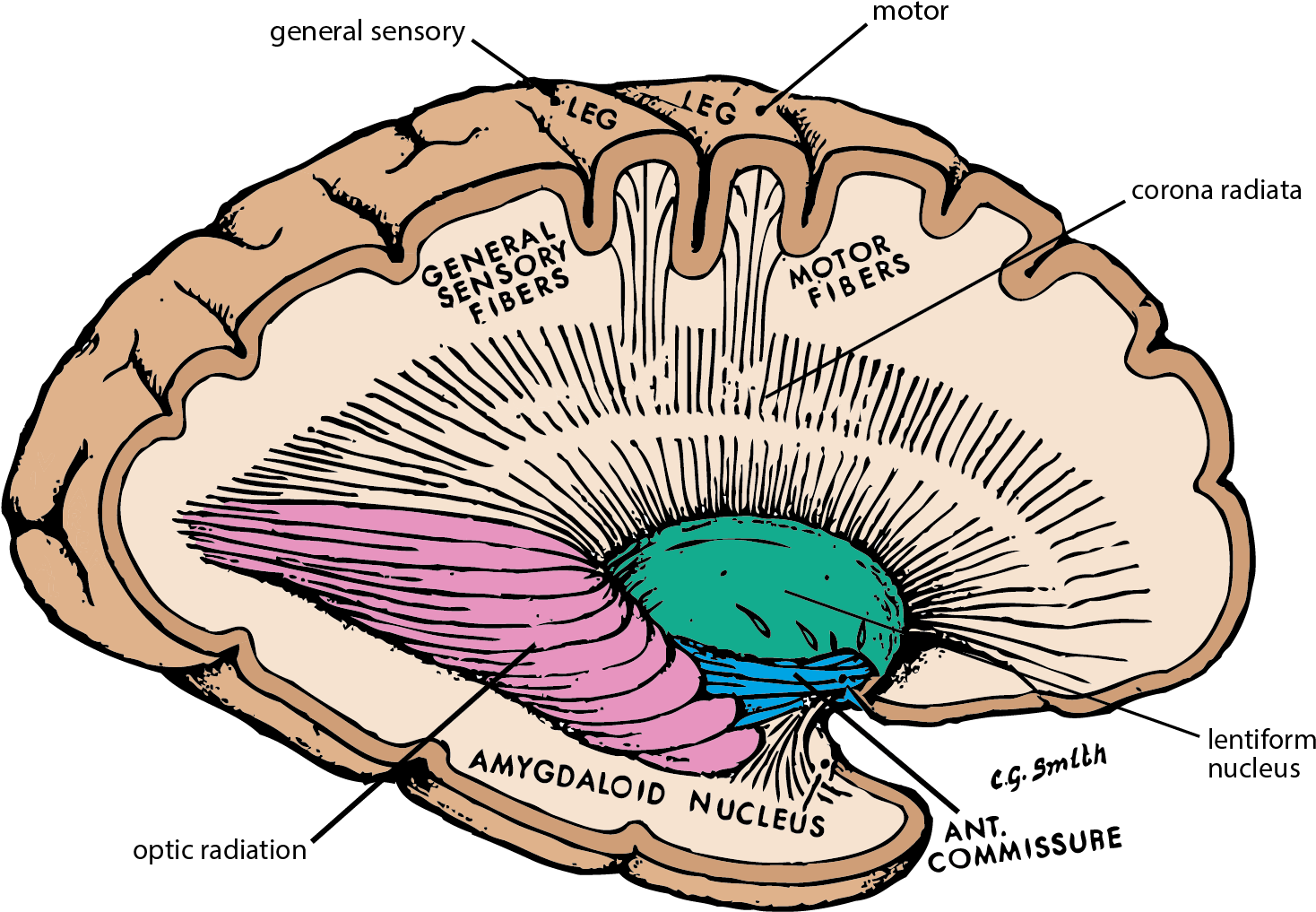 Subcortical Fibers (1469x1023)