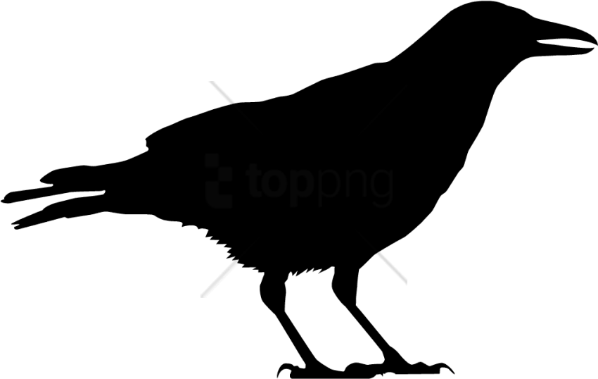 Free Png Download Black Crow Silhouette Png Images - Black And White Crow Free (850x538)