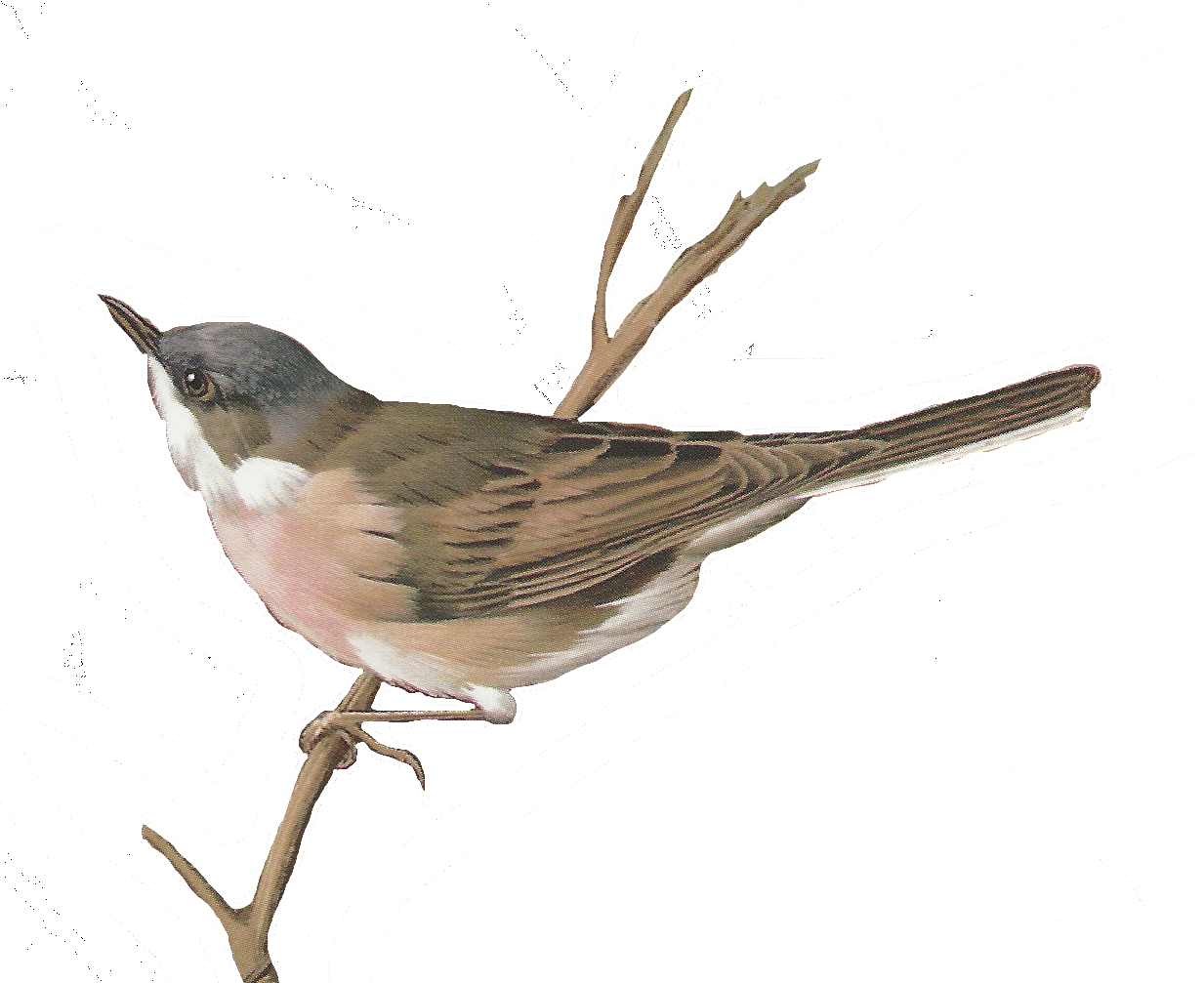 Free Images Of Birds - Birds Vintage Png (1233x1007)