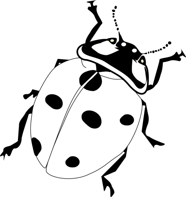 615 X 650 4 - Ladybird Black And White (615x650)