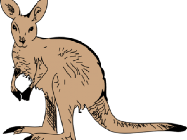Kangaroo Clipart Gambar - Kangaroo Clip Art (640x480)