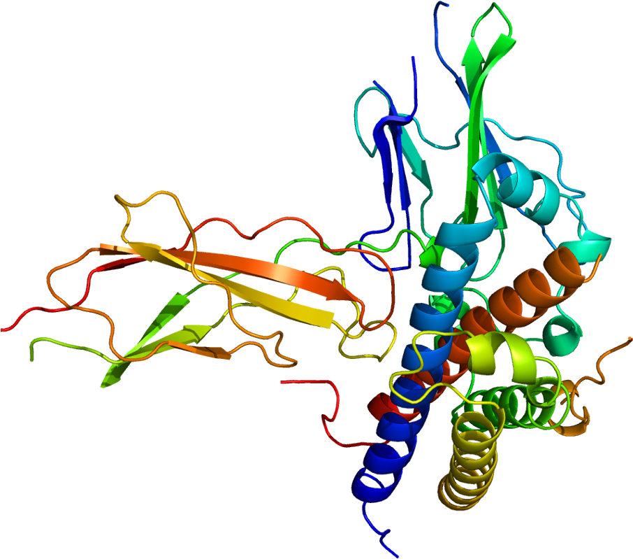 Tgf Beta Signaling Pathway Animation Wallpaper - Bovine Growth Hormone Structure (955x848)