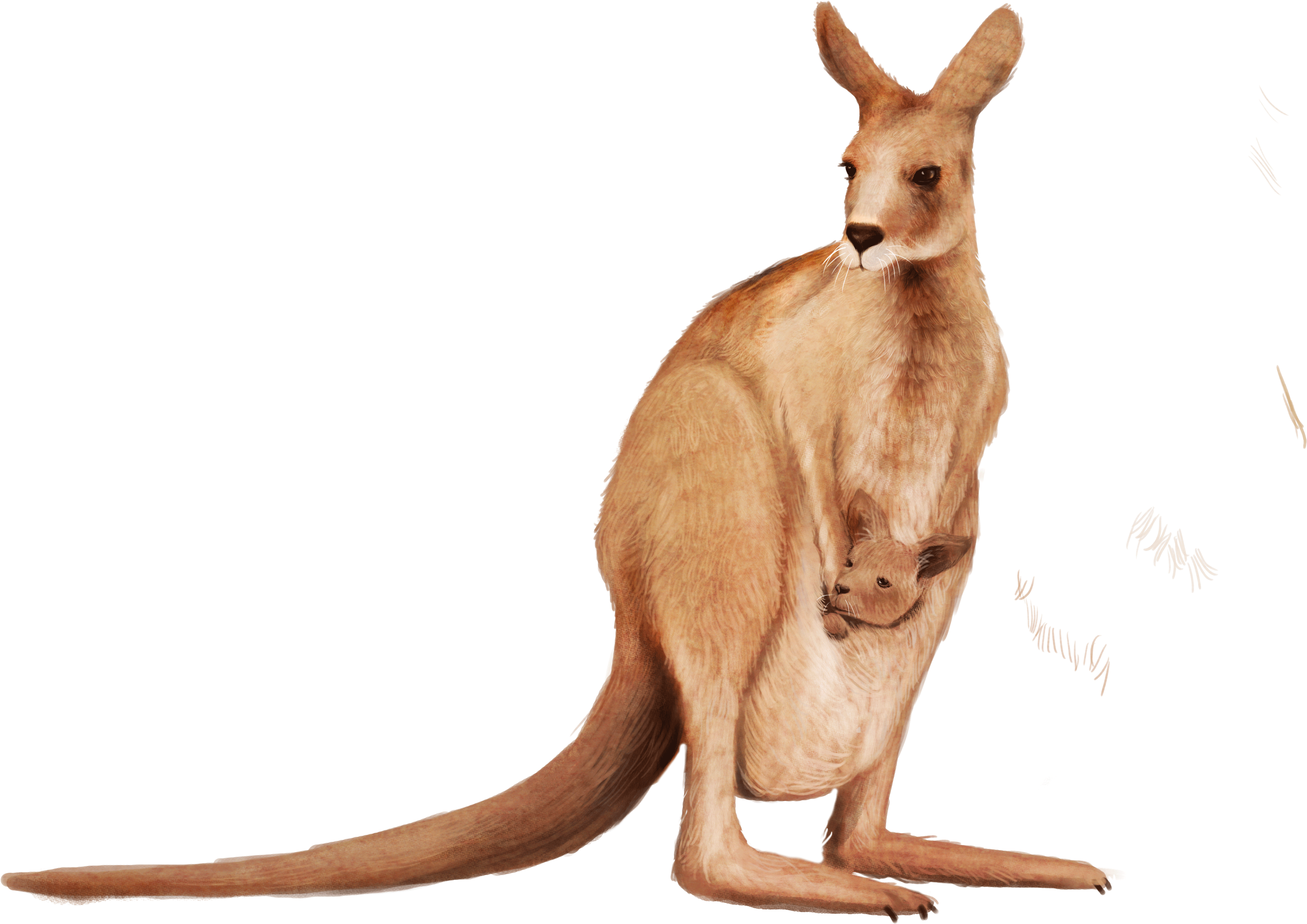Clip Art Wallaby Animal Transprent Png - Kangaroo With Transparent Background (5448x3564)
