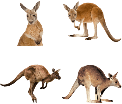 Masak Pertama Kali Disebut Kanguru Dalam Catatan Hariannya - Kangaroo Photo White Background (400x400)
