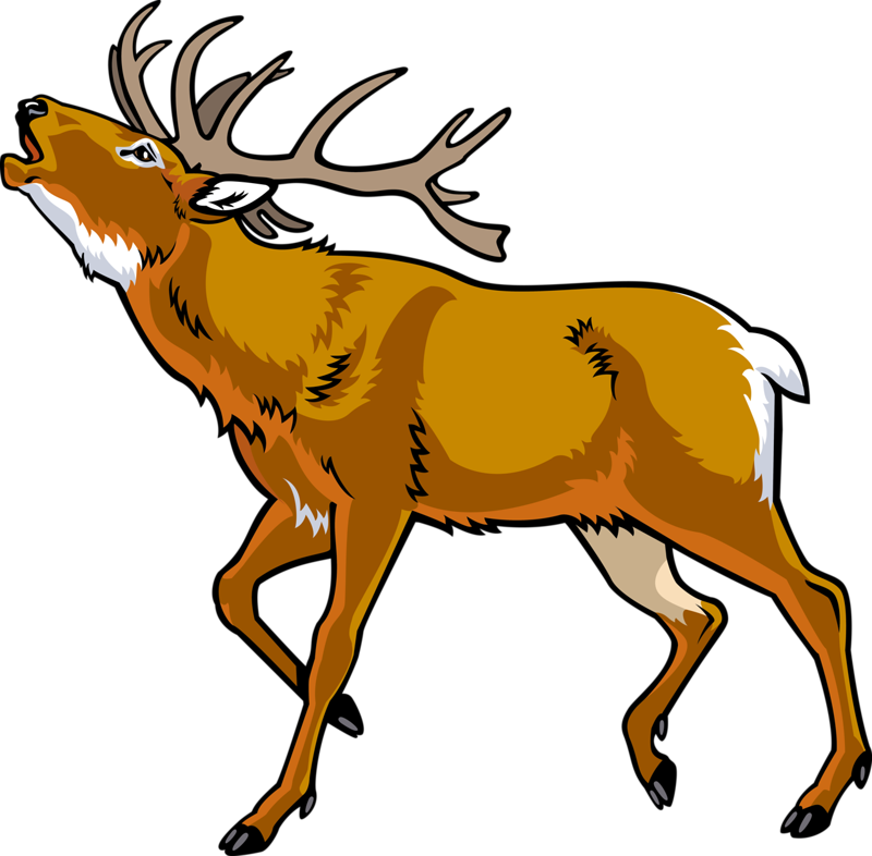 Elk Red Deer Clip Art Cartoon Wild - Red Deer Vector (800x786)