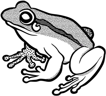The Tree Frog Amphibian - Frog Drawing Black And White (373x340)