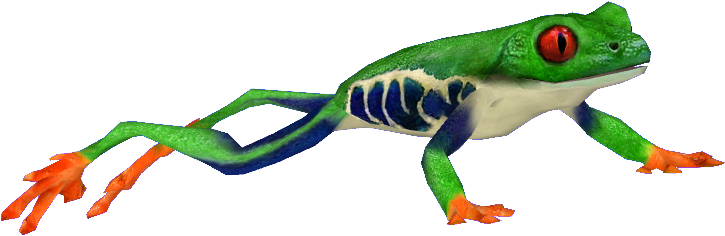 Red-eyed Tree Frog (724x724)