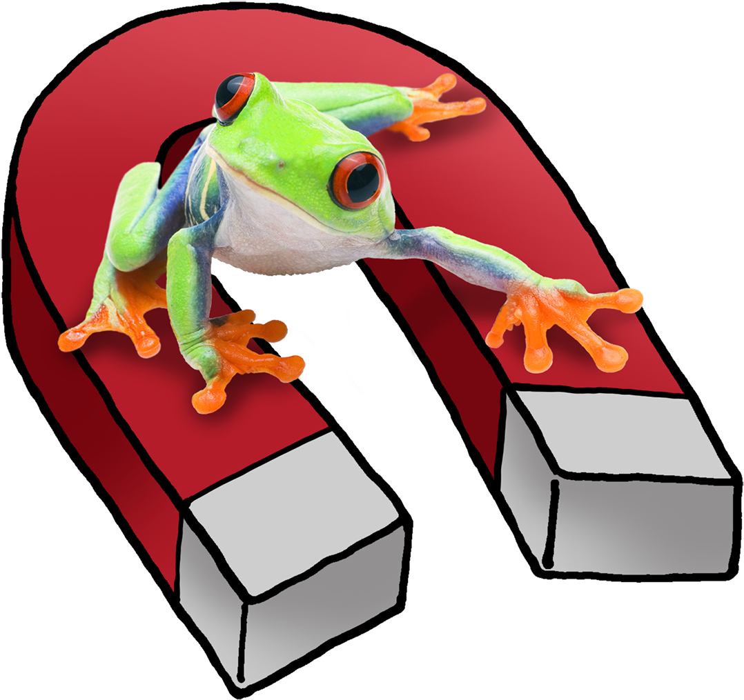 Meet A Clingy Red-eyed Tree Frog With A Magnetic Personality - Cartoon (1200x1073)