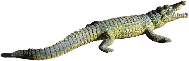 Transparent Png Clipart Psd - Alligator Transparent (1024x678)