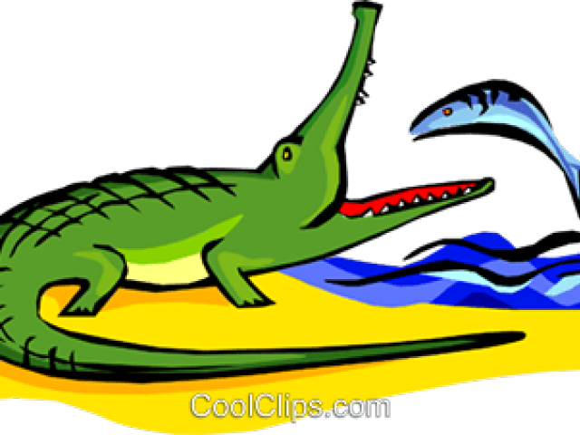 Alligator Clipart Alligator Egg - Alligator Clipart Alligator Egg (640x480)