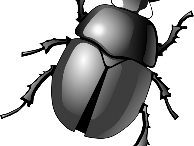 Beetles Clipart Scarab - Bug Clipart Png (640x480)