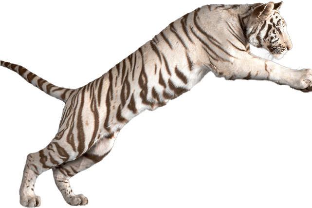 White Tiger Clipart Wild Animal - White Tiger Transparent Background (640x480)
