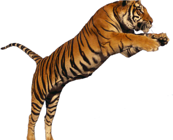 White Tiger Clipart Tiger Leaping - Transparent Tiger Png (640x480)