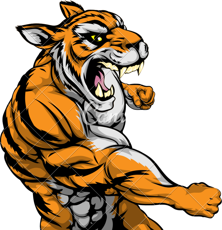 Angry Muscular Tiger - Tiger Roaring Clipart Free (773x800)