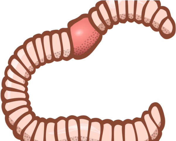 Centipede Clipart Earthworm - Earth Worm Clipart Black And White (640x480)