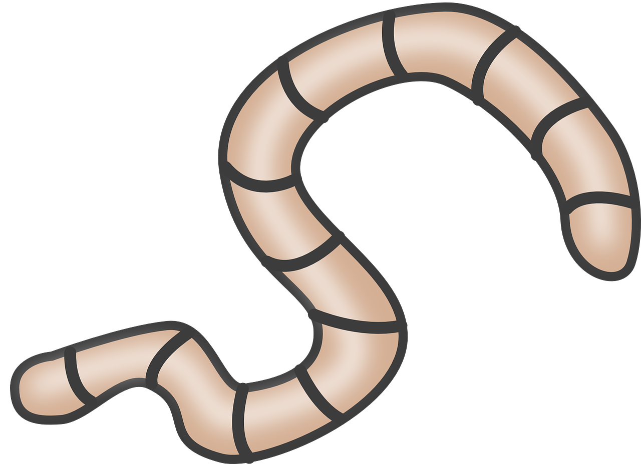 Würmer Bei Katzen - Boa Constrictor (1280x928)