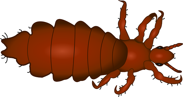 Meldepflichtige Krankheit - Louse Png (640x338)
