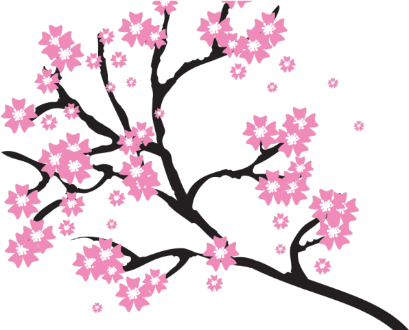 Sakura Blossom Clipart Pdf - Transparent Cherry Blossom Png (640x480)