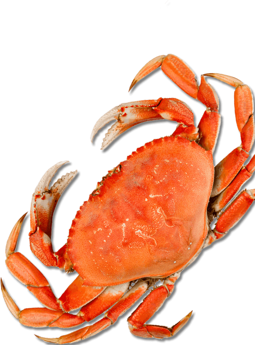 Crab Picture - 25 Pictures - Top Down View Of A Crab (820x1111)