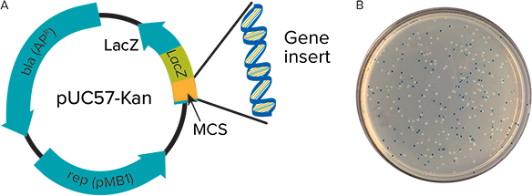 Vector System Automation - Blue White Screening Plasmid (584x215)