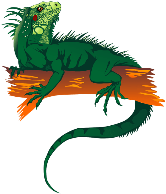 600 X 716 5 - Iguana Clipart Png (600x716)
