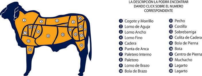 Cortes De Bovino Cortes De Carne - Cortes De Bovino Cortes De Carne (704x266)