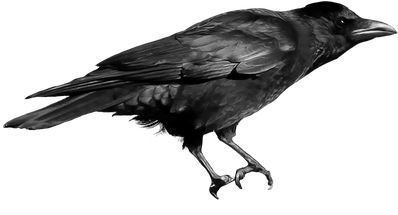 Black Bird Clipart - Cuervos Png (400x400)