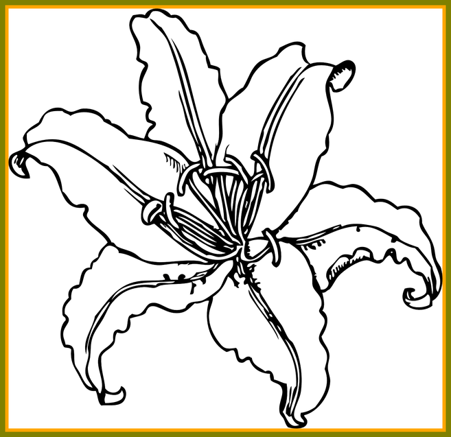 Ideas Of Lily Flower Outline For - Tiger Lily Line Drawing (657x637)