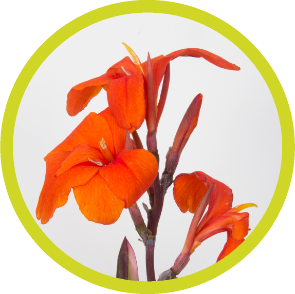 Png Library Drawing Lily Canna - Lily (574x573)