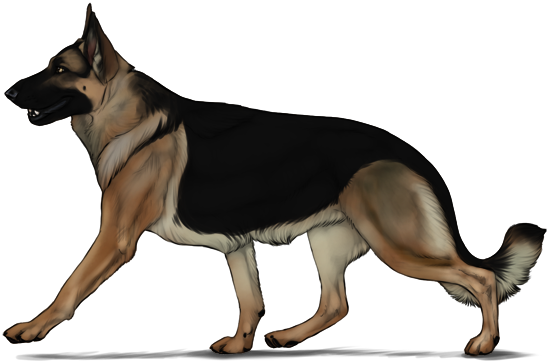 German Shepherd Transparent Image Arts Png Png File - Herding Dog Png (550x363)