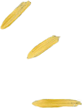 Corn On The Cob (283x374)