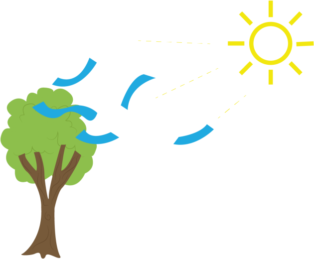 El Paso De Luz Y La Circulación Del Aire En La Copa, - Illustration (1024x576)