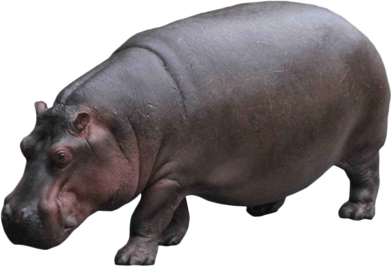 Free Transparent Cc0 - Hippo With No Background (1600x1223)