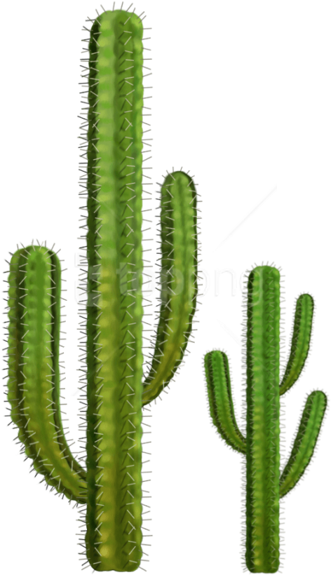 Free Png Download Cactus Clipart Png Photo Png Images - Transparent Background Cactus Png (480x820)