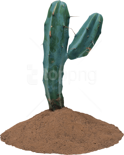 Free Png صبار Png Images Transparent - Cactus Jpeg (480x602)