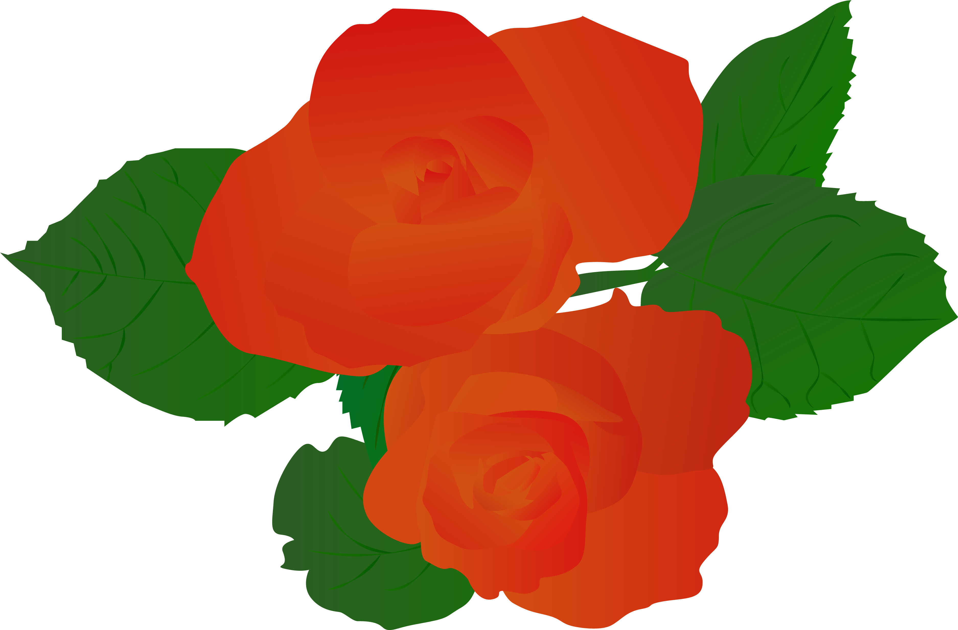 Illustration Illustrator Plant Rose Hand Drawn Red - Garden Roses (4167x4167)