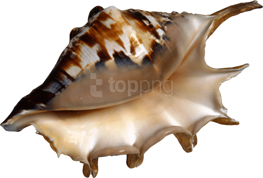 Free Png Download Conch Clipart Png Photo Png Images - Free Png Download Conch Clipart Png Photo Png Images (850x577)