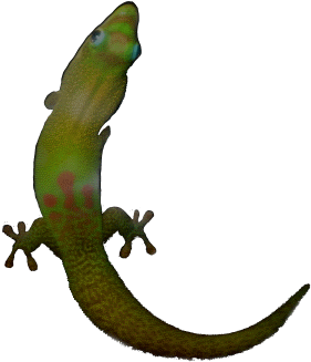 Day Gecko - - Day Gecko - (400x400)
