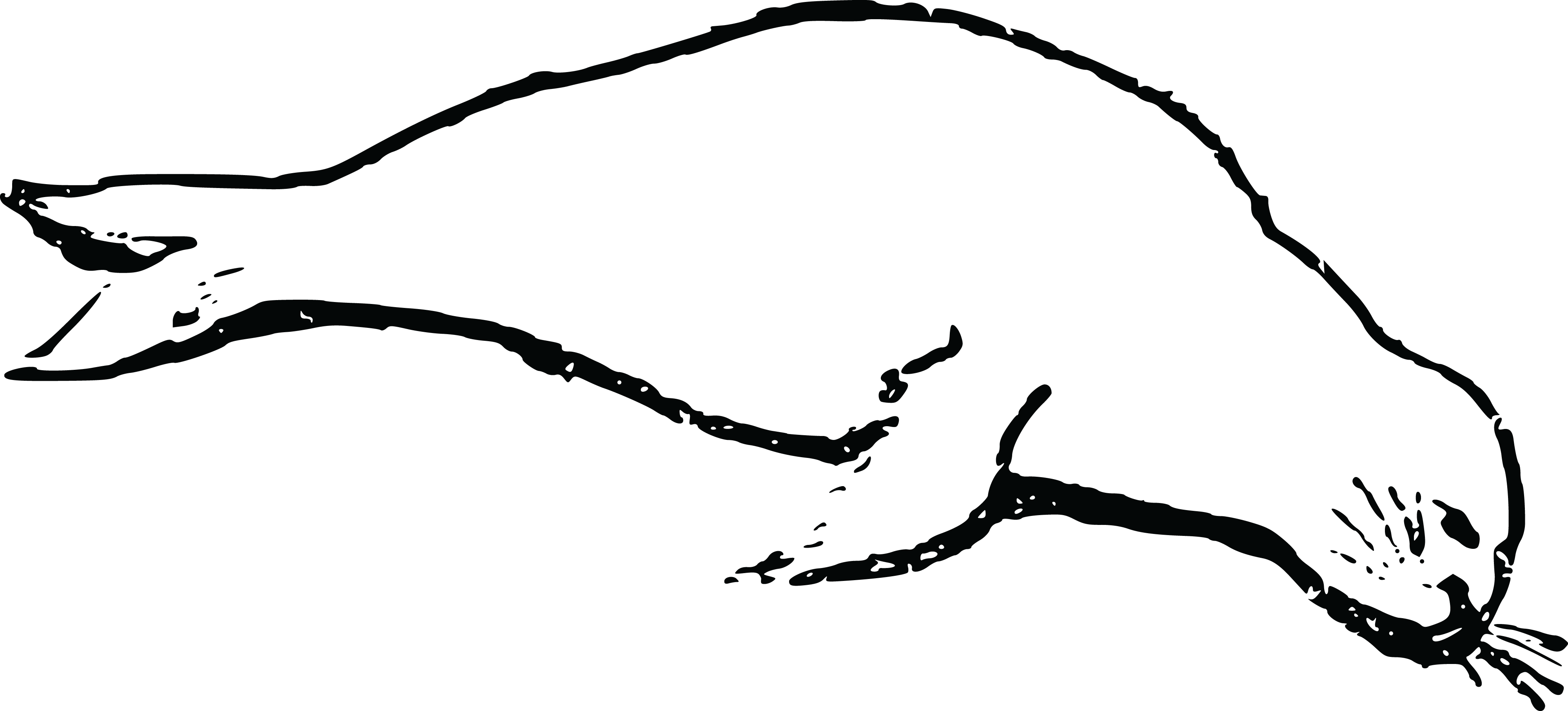 Free Clipart Of A Seal - Imagenes De Lobos Marino Chiquitos Sin Color (4000x1815)