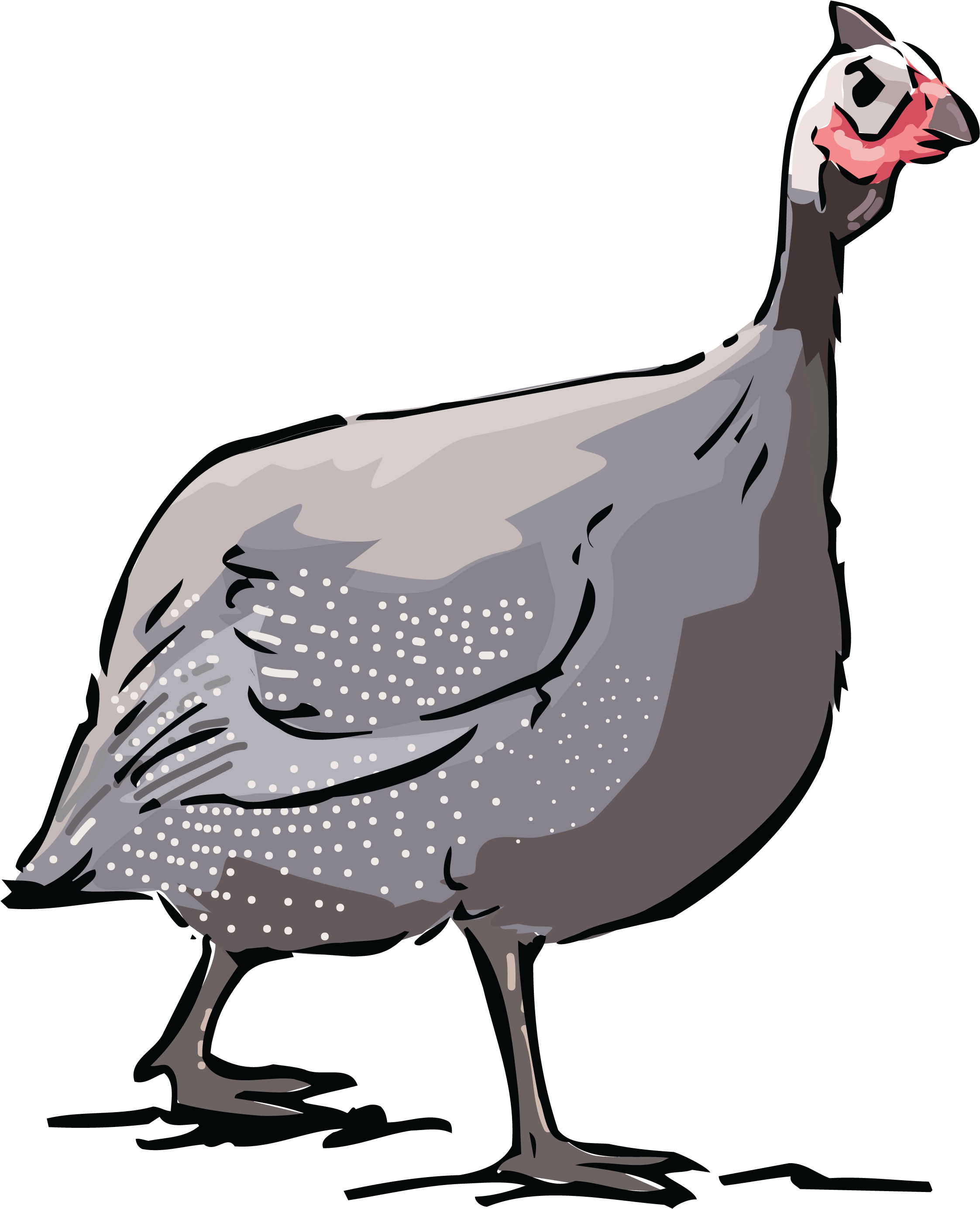 Free Clipart Of A Guinea Fowl Bird - Drawing (4000x4000)