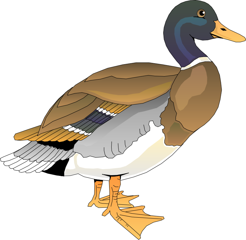 Walking Duck 2 Clip Art - Free Clip Art Duck (800x782)