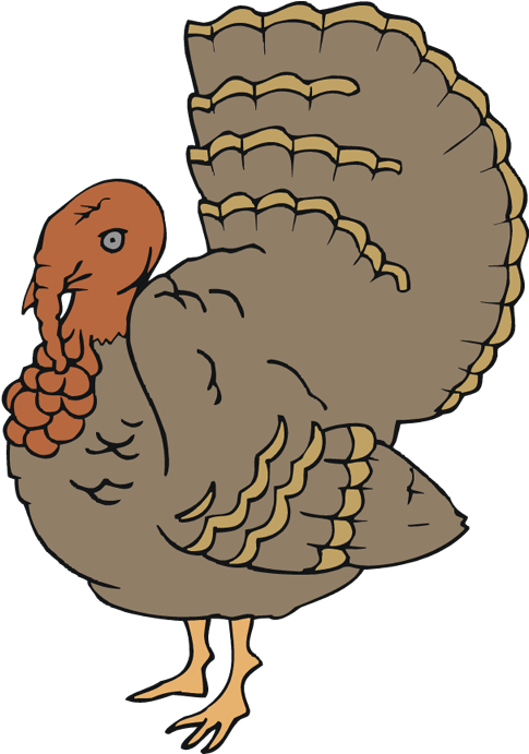 Turkey Feathers - Turkey (598x750)
