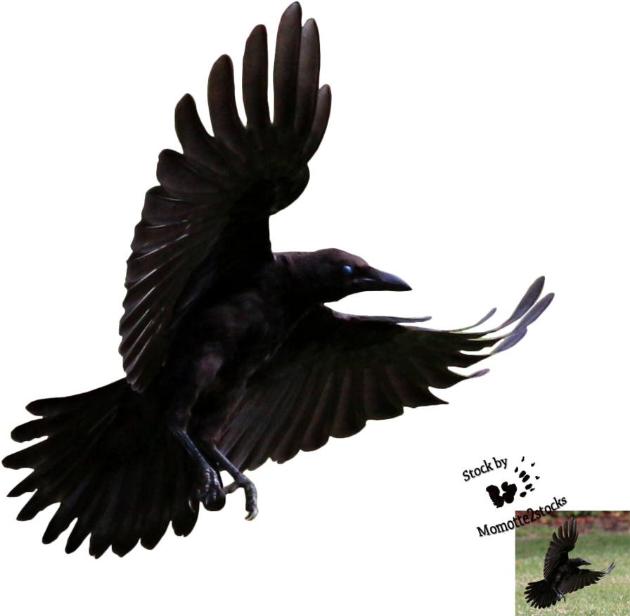 Crow Png - 1000 Pics - Crow Flying (914x875)