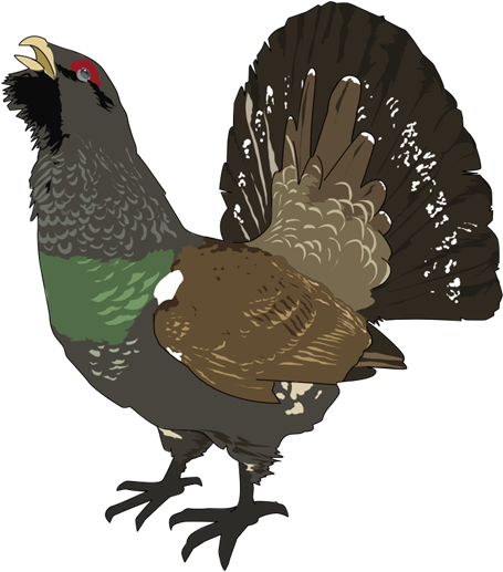 Free To Use &, Public Domain Birds Clip Art - Grouse Clipart (500x543)