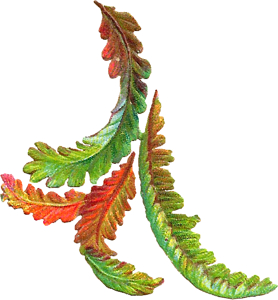Autumn Leaves Clipart - Leaf Antique (673x716)