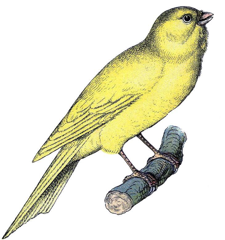 Vintage Clip Art - Clip Art Bird Vintage (774x800)