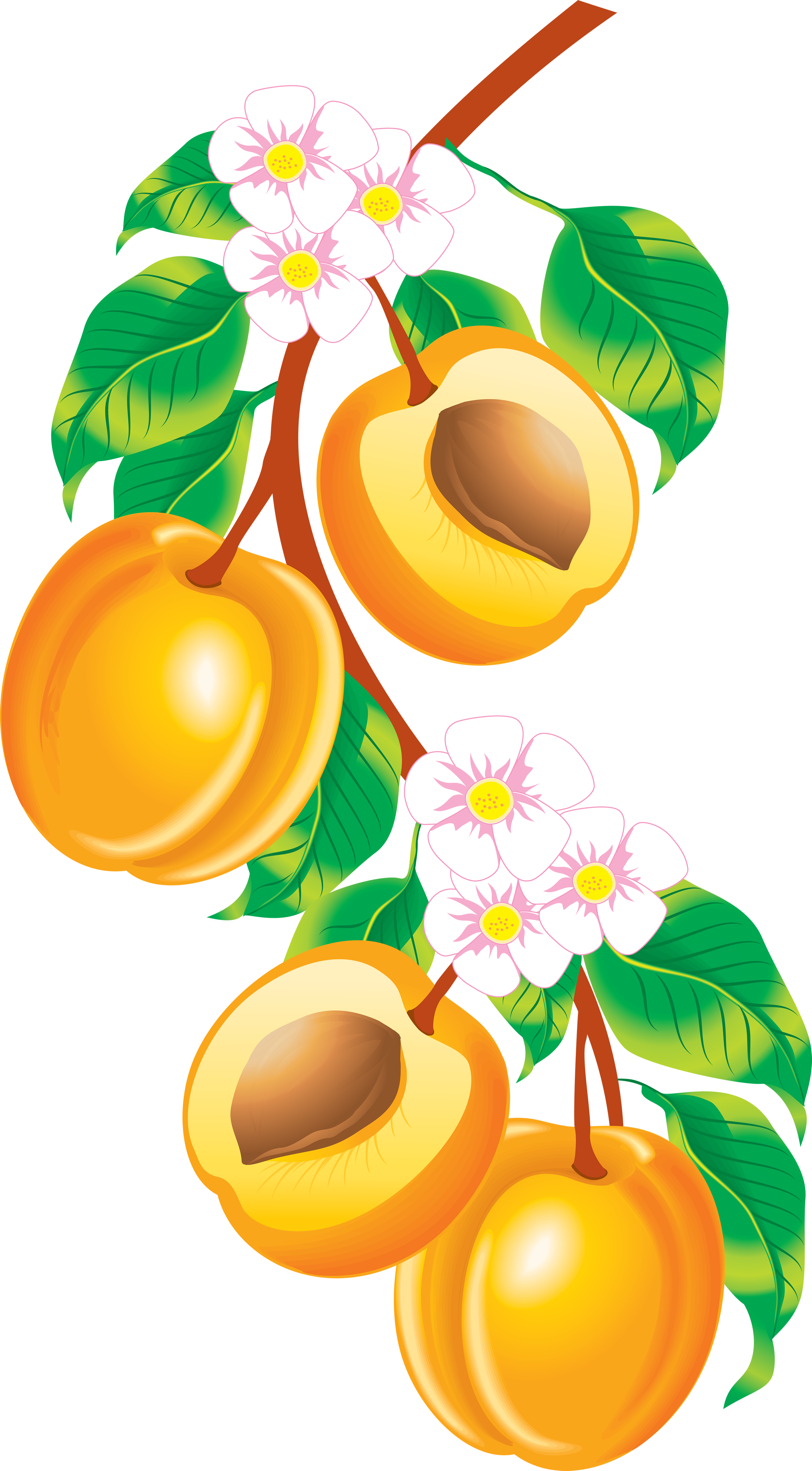 Peach Fruit Clipart - Apricot Vector (1904x3449)