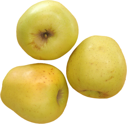 Lumik Kitspringmeeting El6 1 - Apple (500x488)