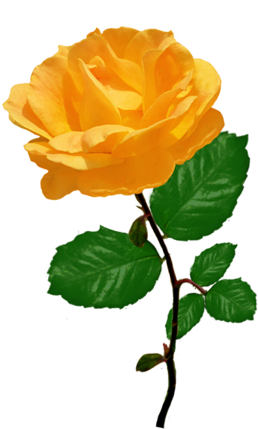 Red Red Rose Clipart, Orange Rose Clipart With Leaves - Orange Rose Clipart (494x655)